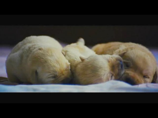 《心心历险记》(Heavy Paws 2 )更新主题曲MV