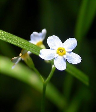 IPB Image