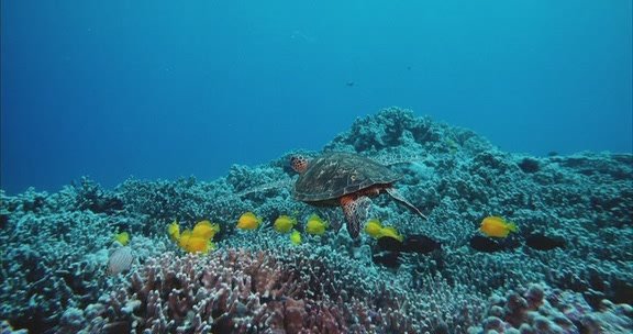 IPB Image