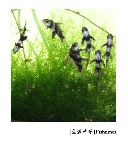 IPB Image