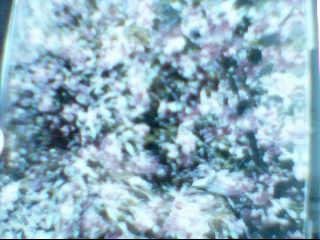 IPB Image