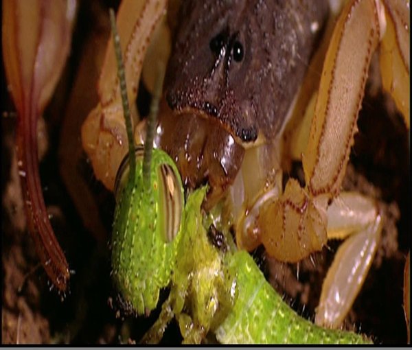 IPB Image