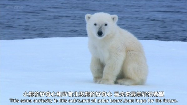 《bbc:北极熊 冰上间谍》(bbc:polar bear spy on the