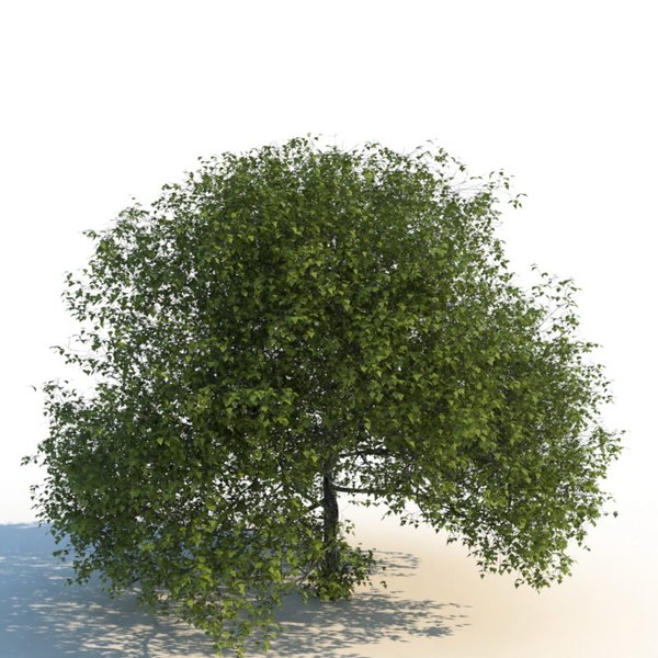 IPB Image