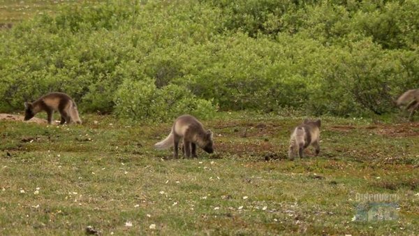 IPB Image