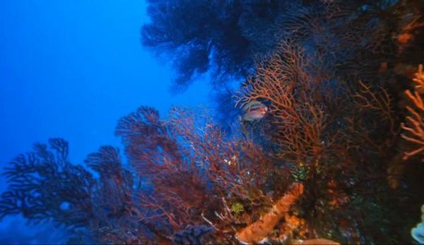 IPB Image