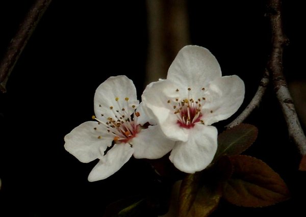IPB Image