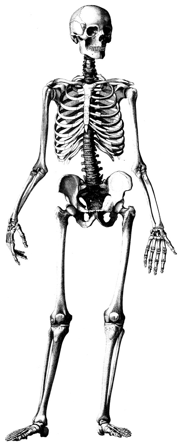 《人体解剖高尺寸图片》(Human Anatomy)[压缩包]