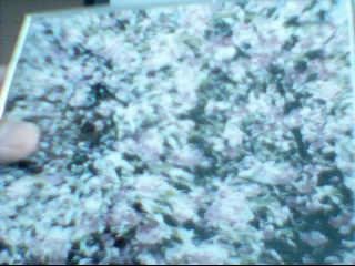 IPB Image