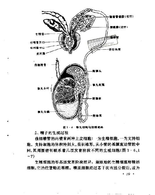 IPB Image