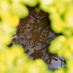 IPB Image