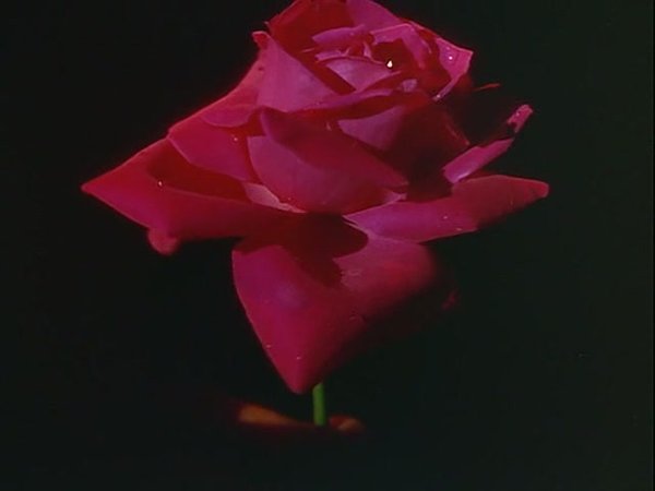 IPB Image