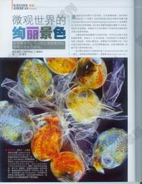 IPB Image