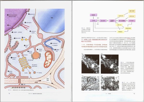 IPB Image