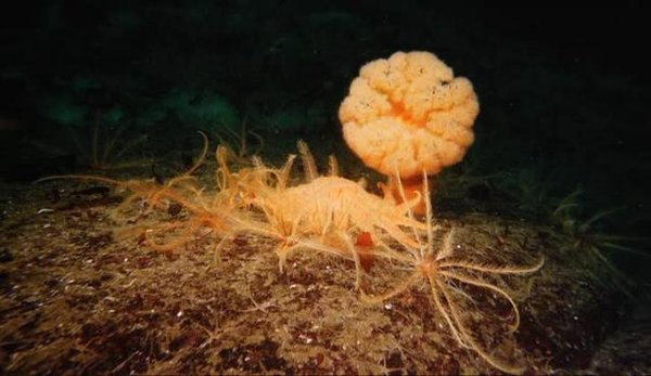 IPB Image