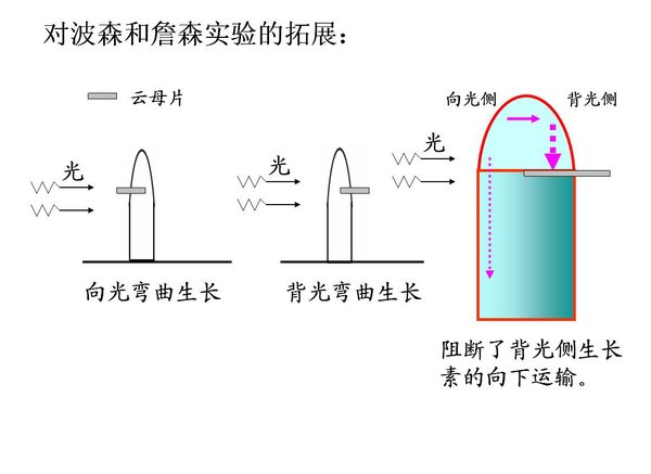 IPB Image