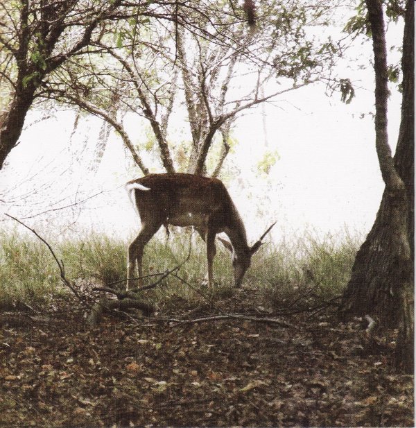 IPB Image