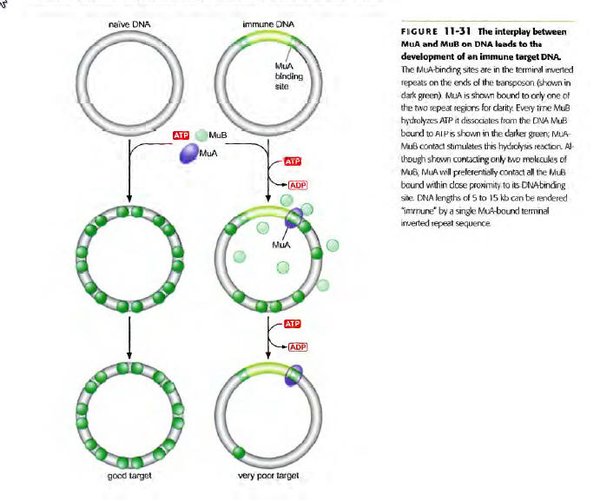 IPB Image