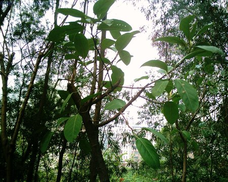 SUNP0005.JPG