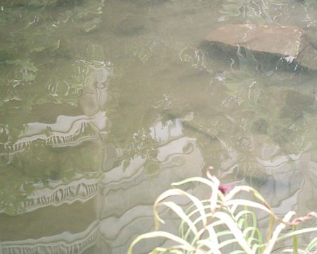 SUNP0004.JPG